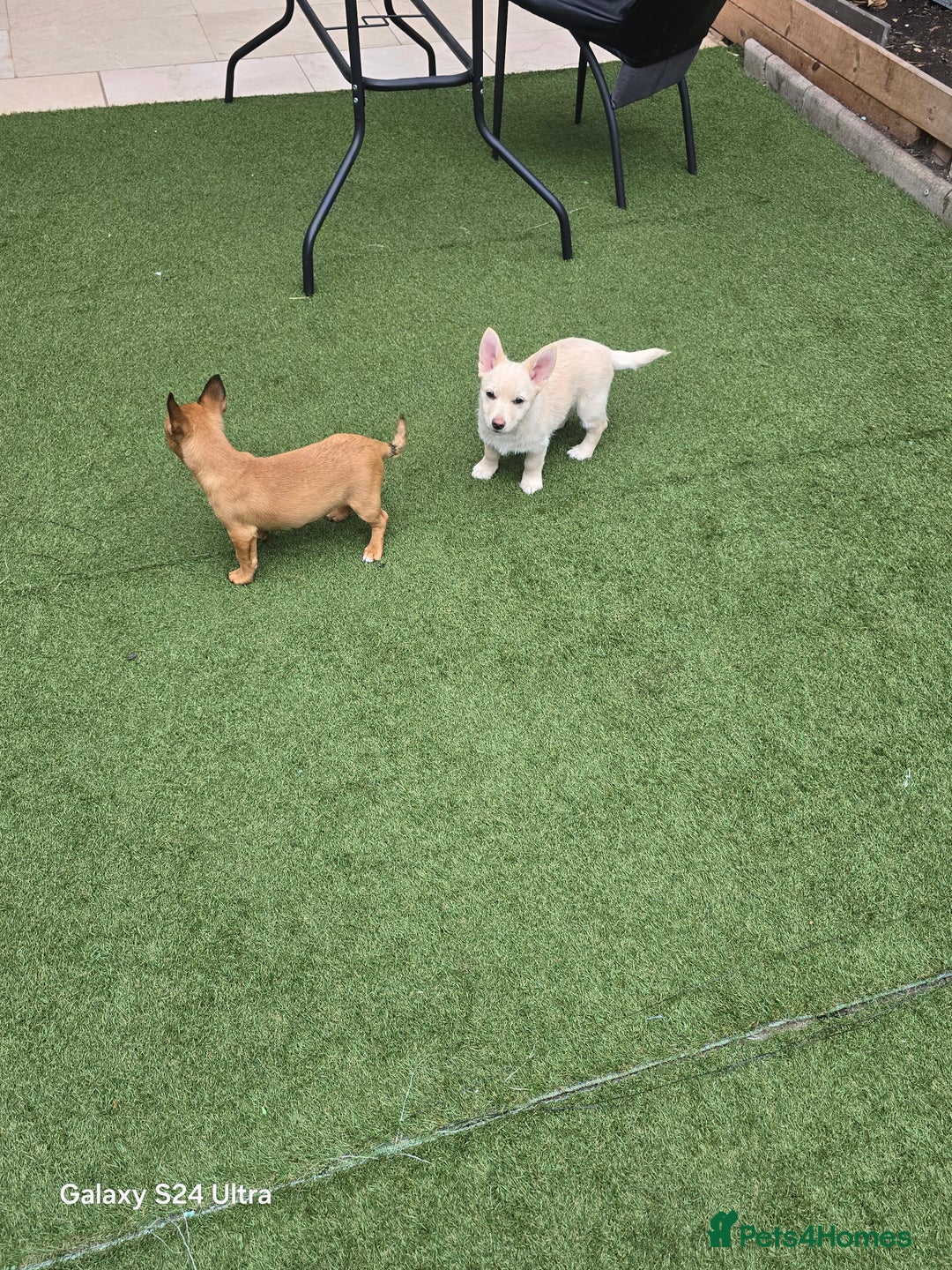 Mixed Breed dogs for sale: Puppy  - Advert 7