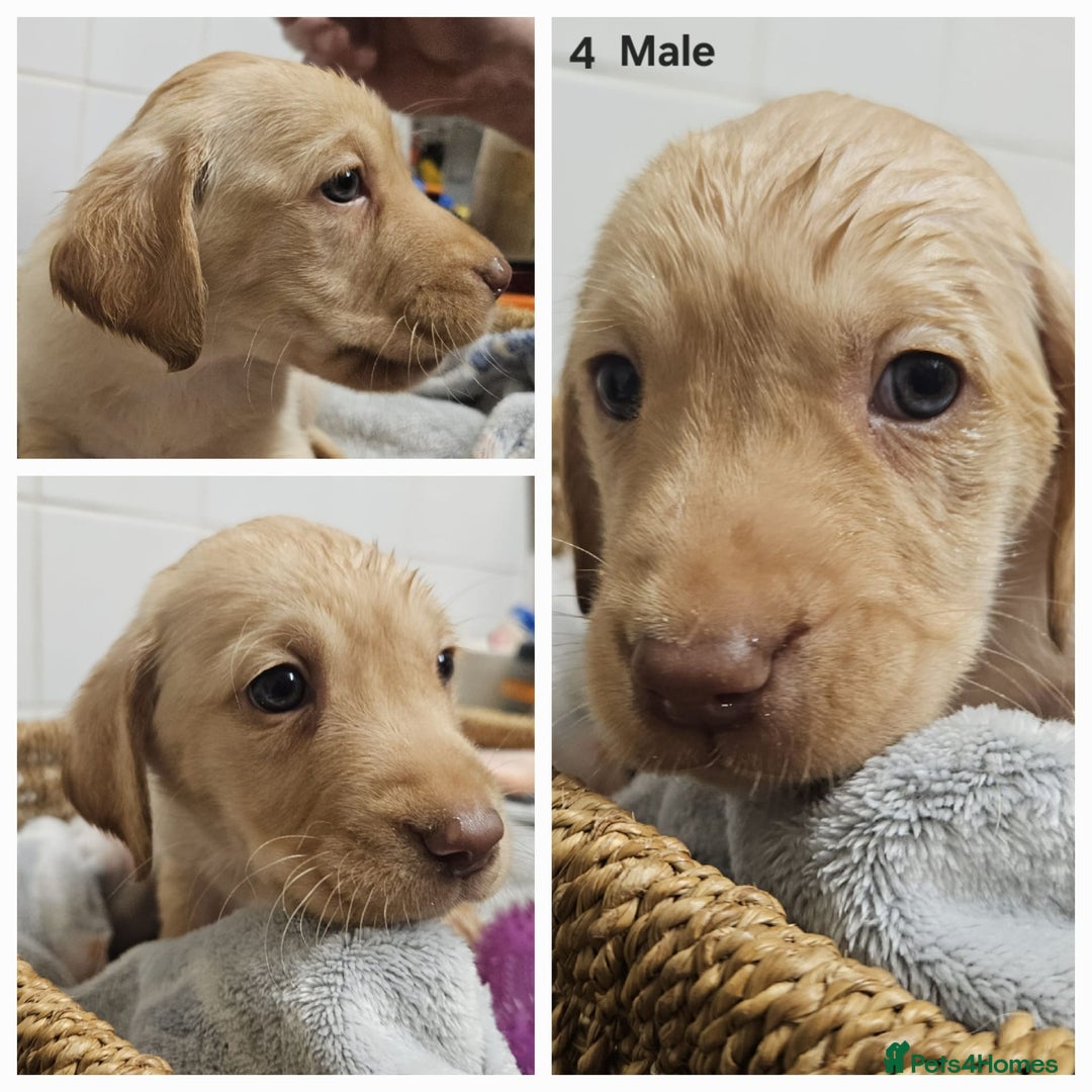 Cockerdor dogs for sale: Cockerdors puppies - Advert 4