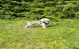 Bedlington Terrier dogs for stud: KC Registered Bedlington Terrier Stud in Ferryhill - Image 4