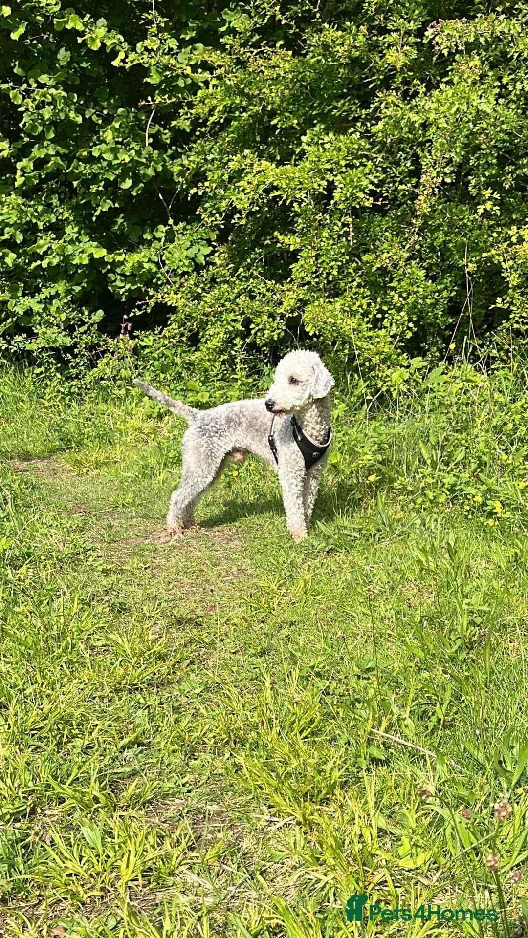 Bedlington Terrier dogs for stud: KC Registered Bedlington Terrier Stud in Ferryhill - Image 4