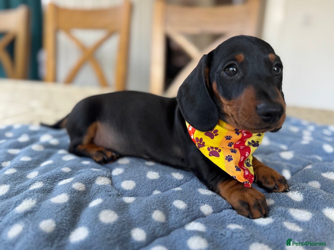 Miniature Dachshund dogs for sale: Last Boy *KC, PRA clear mini Dachshund puppies - Image 31
