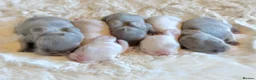 Lionhead rabbits for sale: Minilop babies - Lilacs £110 white £80 - Advert 25