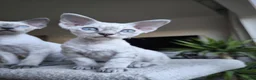 Devon Rex cats for sale: Devon Rex kittens pointed💙blue eyes💙 - Advert 26