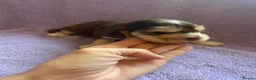Cocker Spaniel dogs for sale: KC Registered. Show Type Cocker Spaniel Puppies. - Advert 15