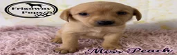 Labrador Retriever dogs for sale: 🖤💛 ADORABLE LABRADOR PUPPIES 💛🖤 - Advert 19