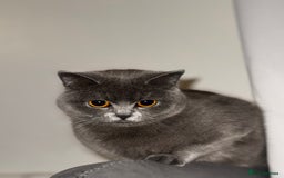 British Shorthair cats for sale: Three British Shorthair Kittens Available Now - Image 3