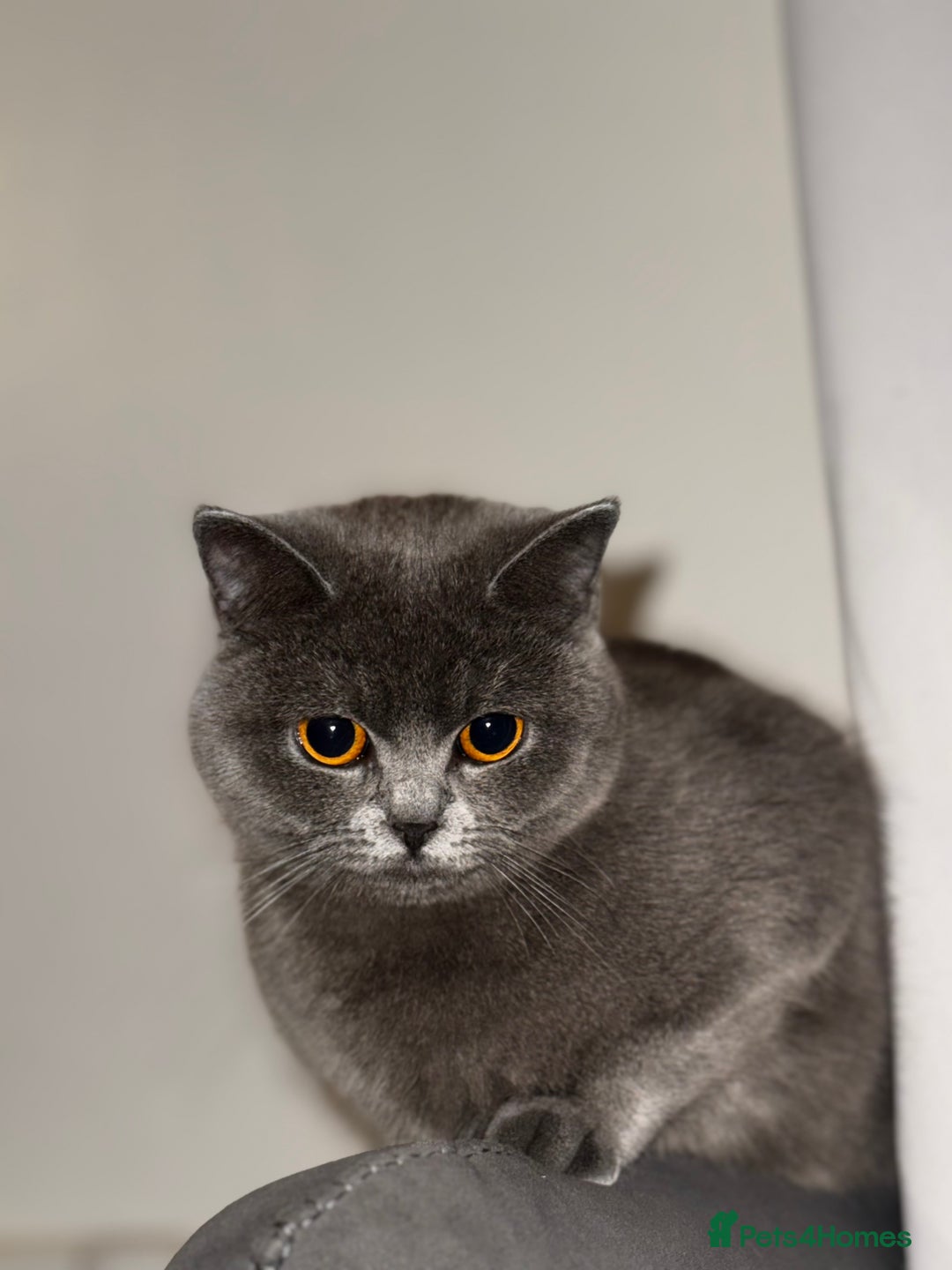 British Shorthair cats for sale: Three British Shorthair Kittens Available Now - Image 3