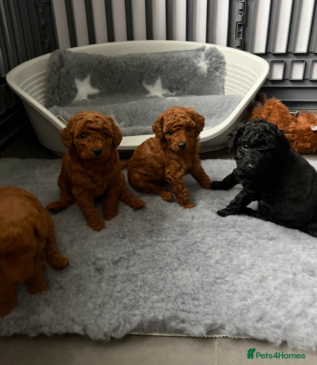 Cavapoo dogs for sale: F1 Cavapoo puppies  - Advert 5
