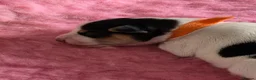 Jack Russell dogs for sale: Stunning Litter Traditional JRT Puppies 4M1F - Advert 12