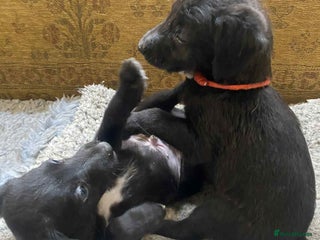 Mixed Breed dogs F1 BEDLINGTON X WHIPPETS - Advert 2