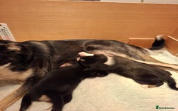Border Collie dogs for sale: Border collies for sale - Image 8