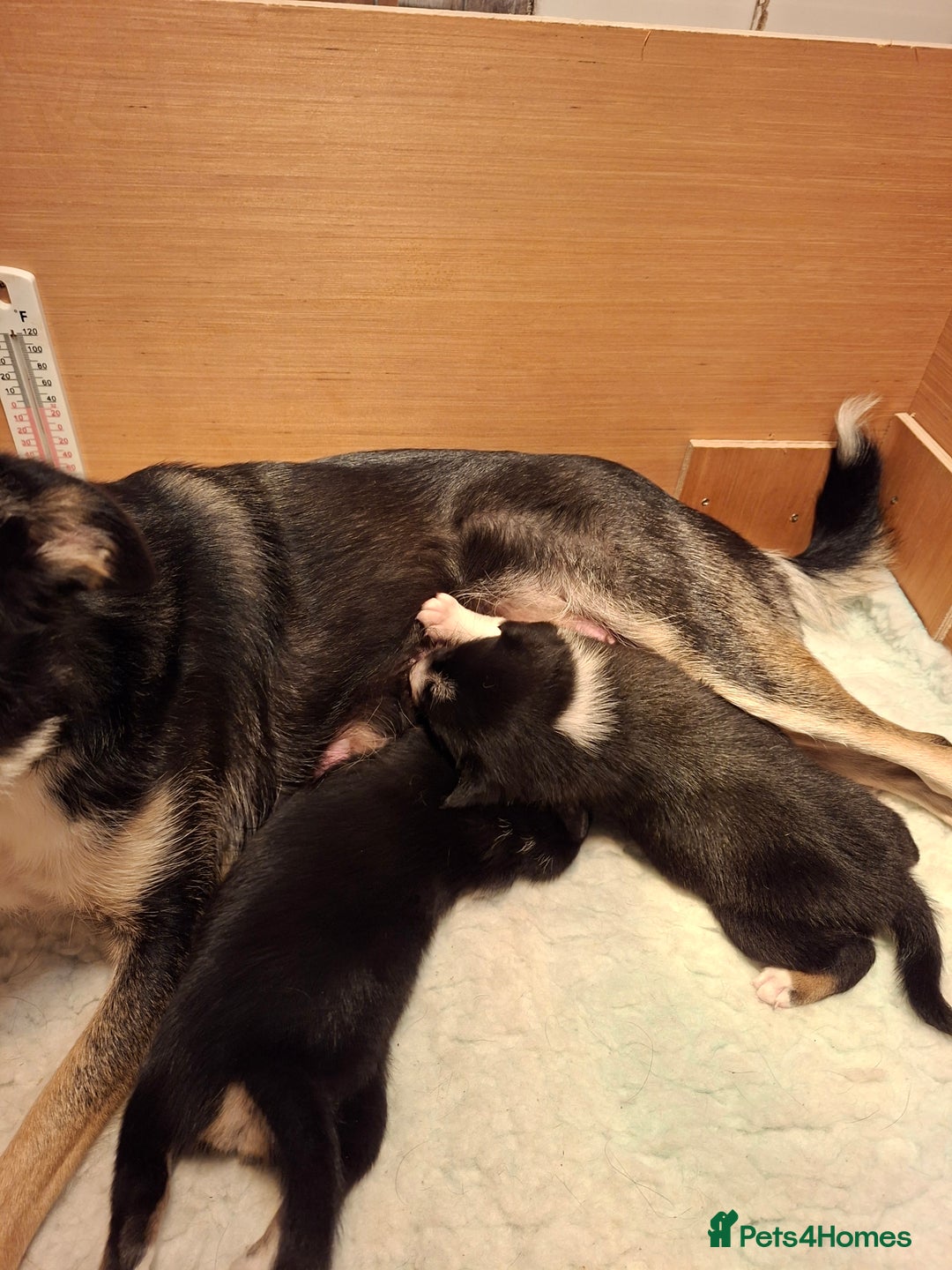 Border Collie dogs for sale: Border collies for sale - Image 8