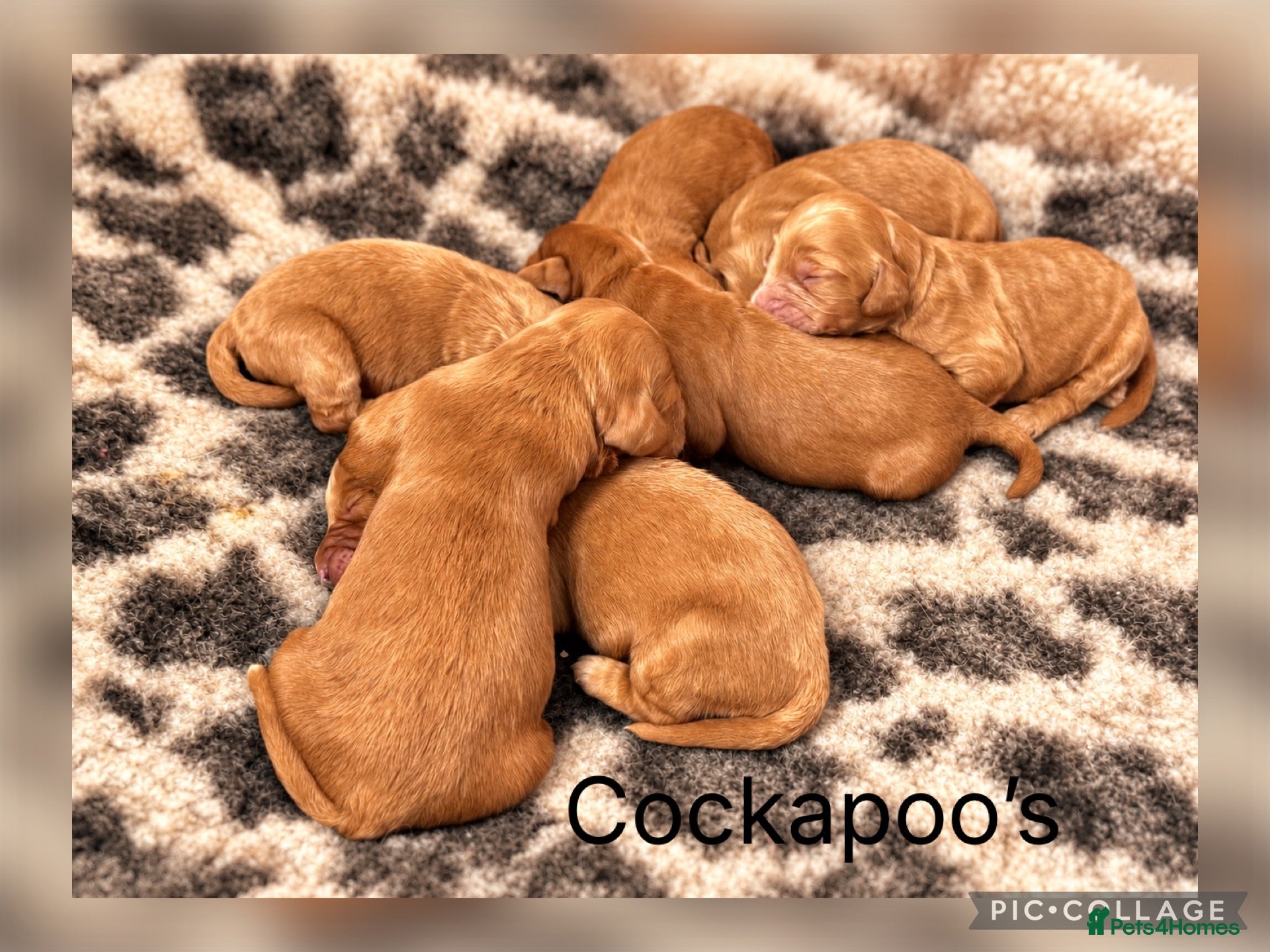 Cockapoo dogs Stunning Red F1 Cockapoo’s - Advert 1