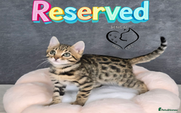 Bengal cats for sale: 1 beautiful boy from tica champion lines - Image 11