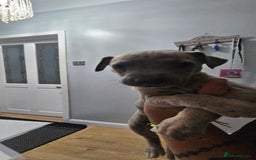 Whippet dogs for sale: Whippet puppies  - Image 1