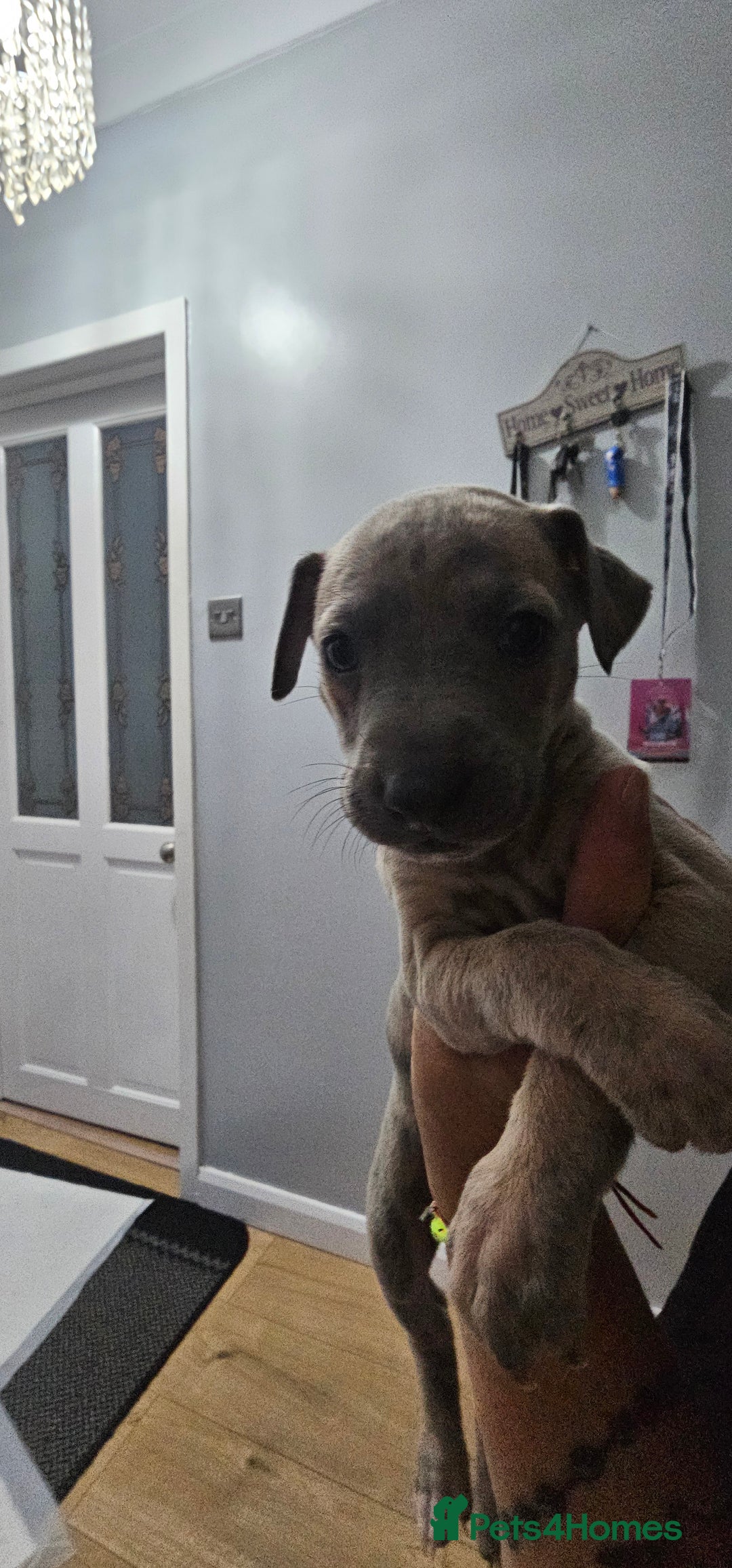 Whippet dogs for sale: Whippet puppies  - Image 1