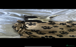 Mixed Breed cats for sale: Gorgeous brother and sister for sale - Image 3