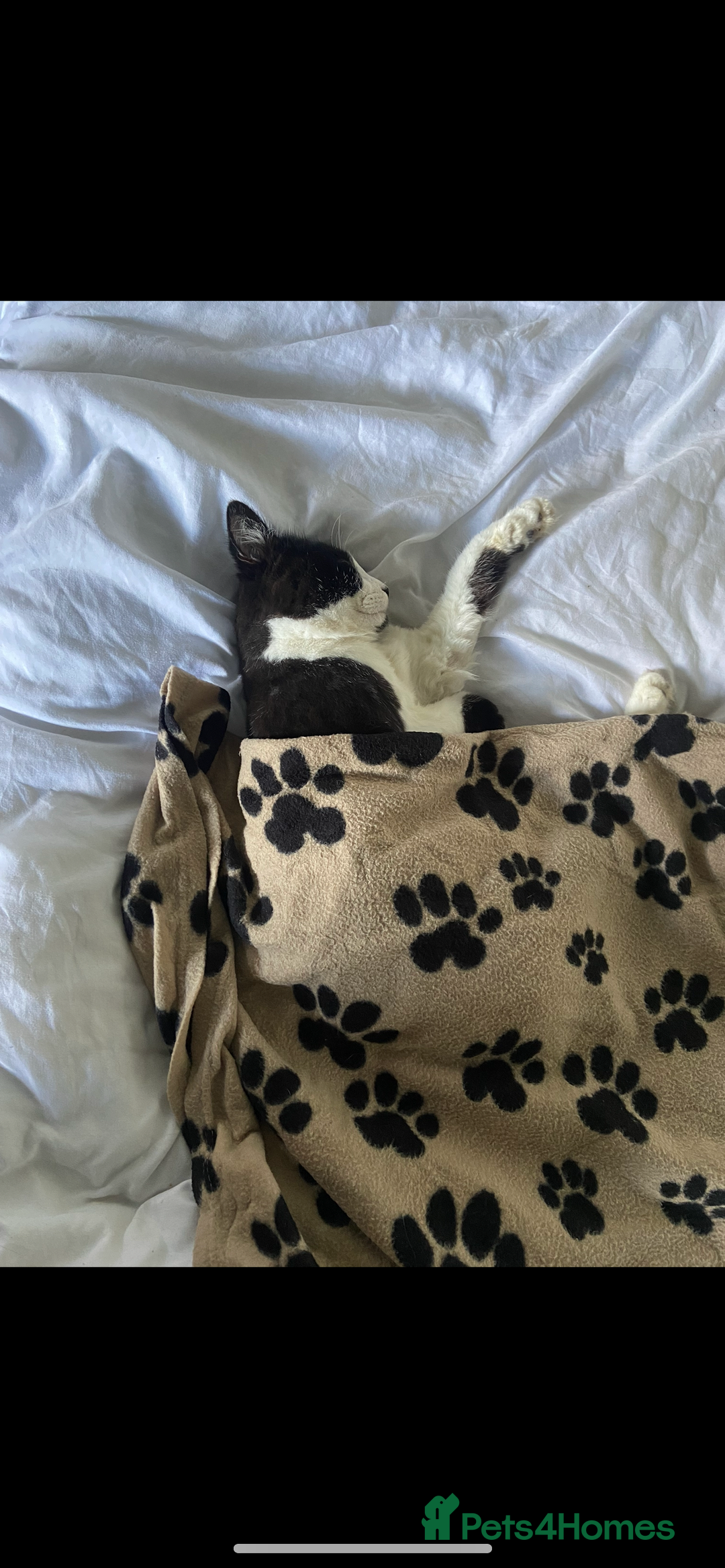 Mixed Breed cats for sale: Gorgeous brother and sister for sale - Image 3