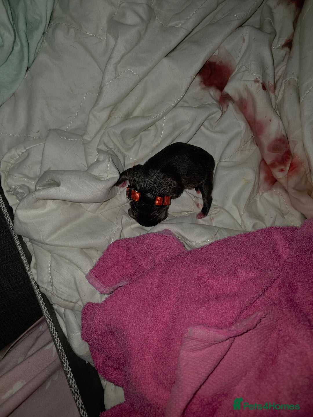 Staffordshire Bull Terrier dogs for sale: STAFFORDSHIRE BULL TERRIOR PUPPIES - Image 19