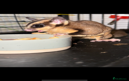 Sugar Glider rodents for sale: Pair of sugar gliders  - Advert 3