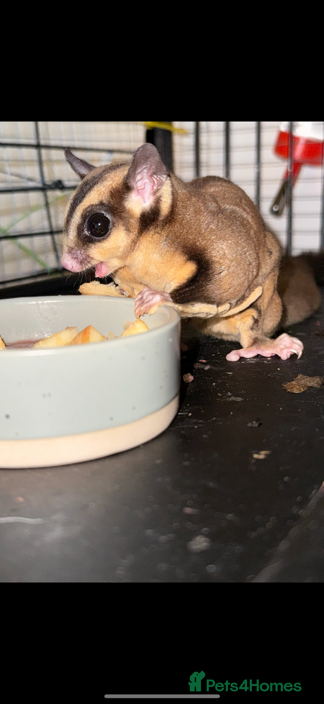 Sugar Glider rodents for sale: Pair of sugar gliders  - Advert 3