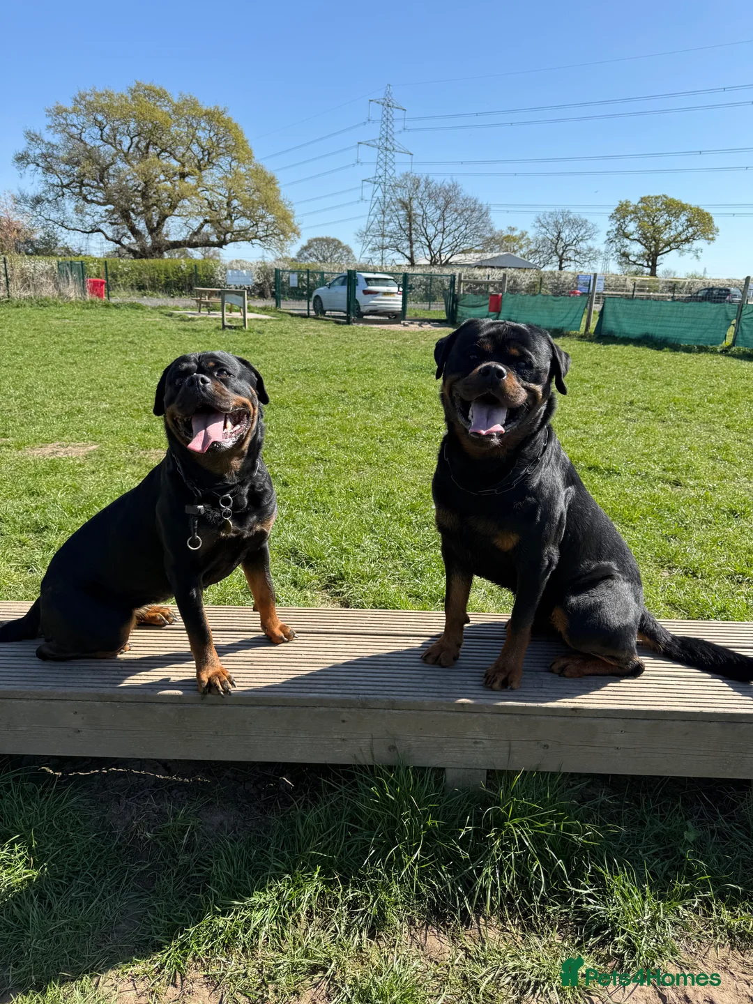 Rottweiler dogs for sale: Expecting Rottweiler pups - ready end of May  - Advert 36
