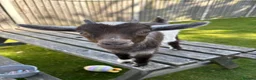 Goats livestock for sale: Baby Boy Pygmy Goat Castrated  - Advert 1