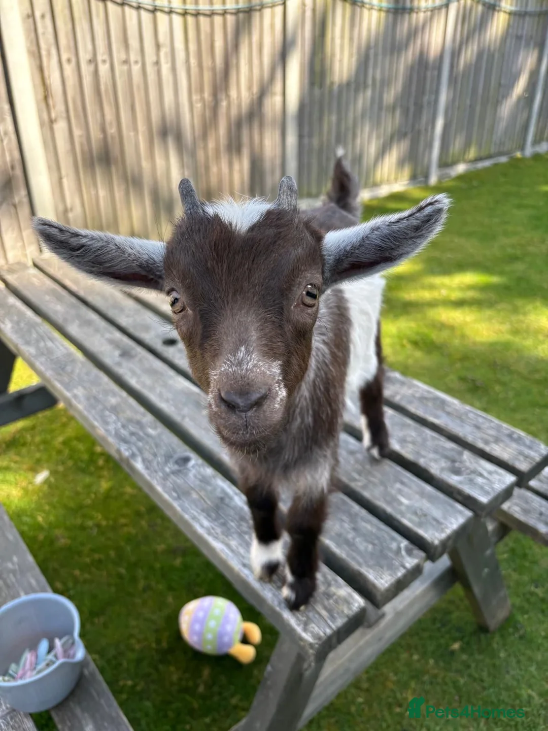 Goats livestock for sale: Baby Boy Pygmy Goat Castrated  - Advert 1
