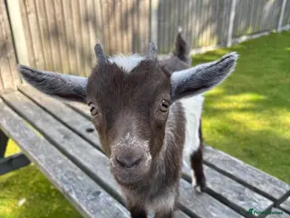 Goats livestock Baby Boy Pygmy Goat Castrated - Advert 4