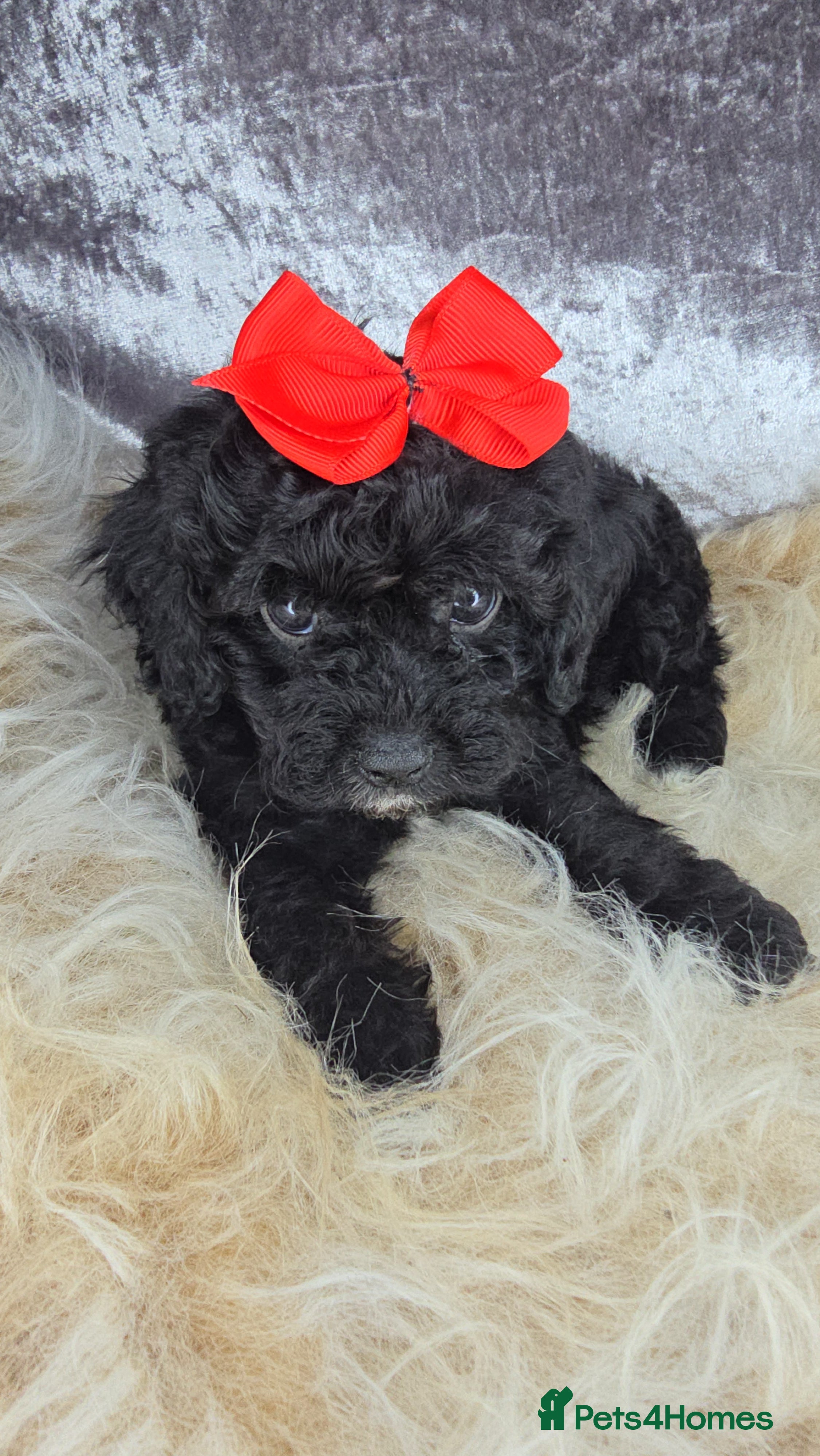 Cavapoo dogs 🥇CHAMPION LINE🥇EXTENSIVE DNA🏆TOY CAVAPOO PUP🐶  - Advert 3