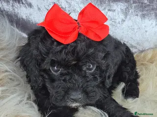 Cavapoo dogs 🥇CHAMPION LINE🥇EXTENSIVE DNA🏆TOY CAVAPOO PUP🐶 - Advert 3