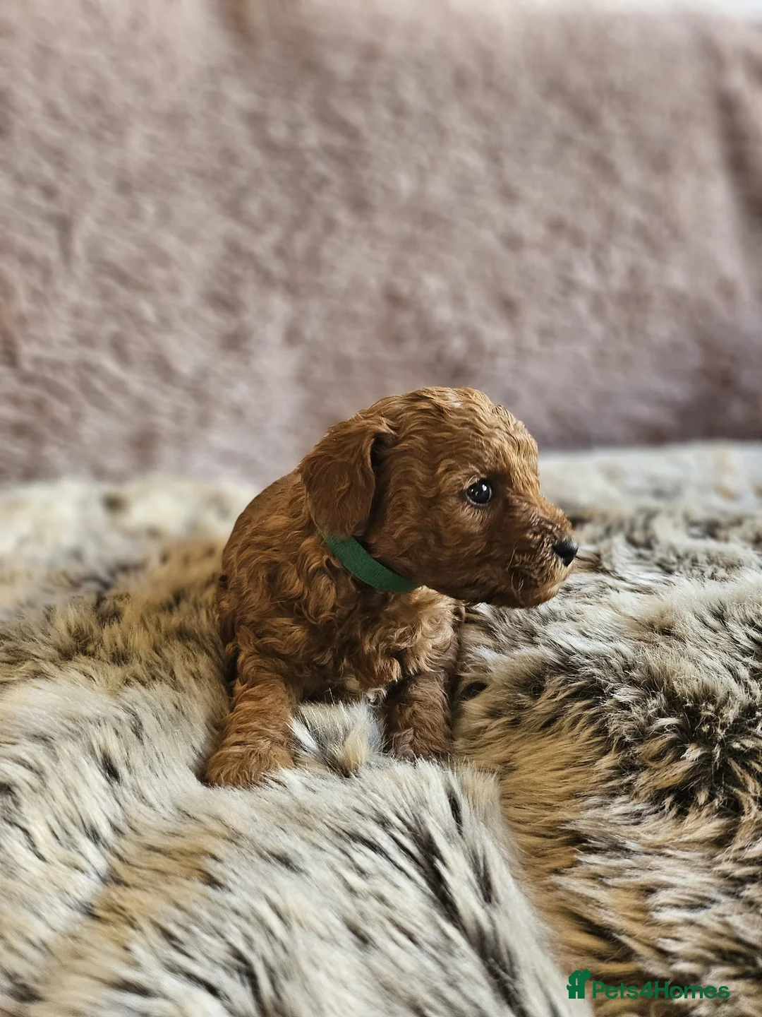 Mixed Breed dogs for sale: F1B Cockapoo Puppies – KC Toy Poodle Sired in Halifax - Advert 34