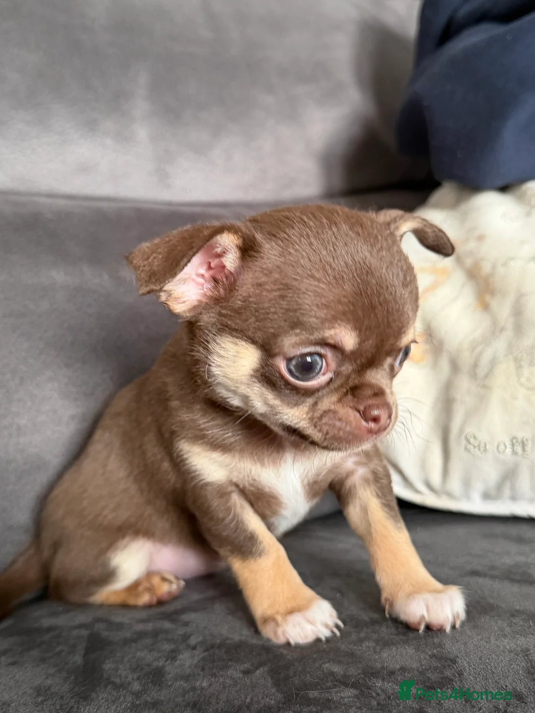 Chihuahua dogs for sale: Kennel club registered smoothcoat  - Advert 2