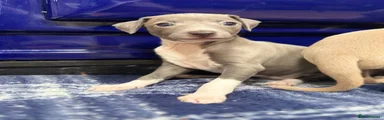 Puppy 2