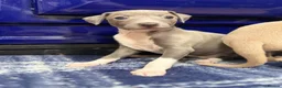 Italian Greyhound dogs for sale: The Most AMAZING colours! - Advert 15