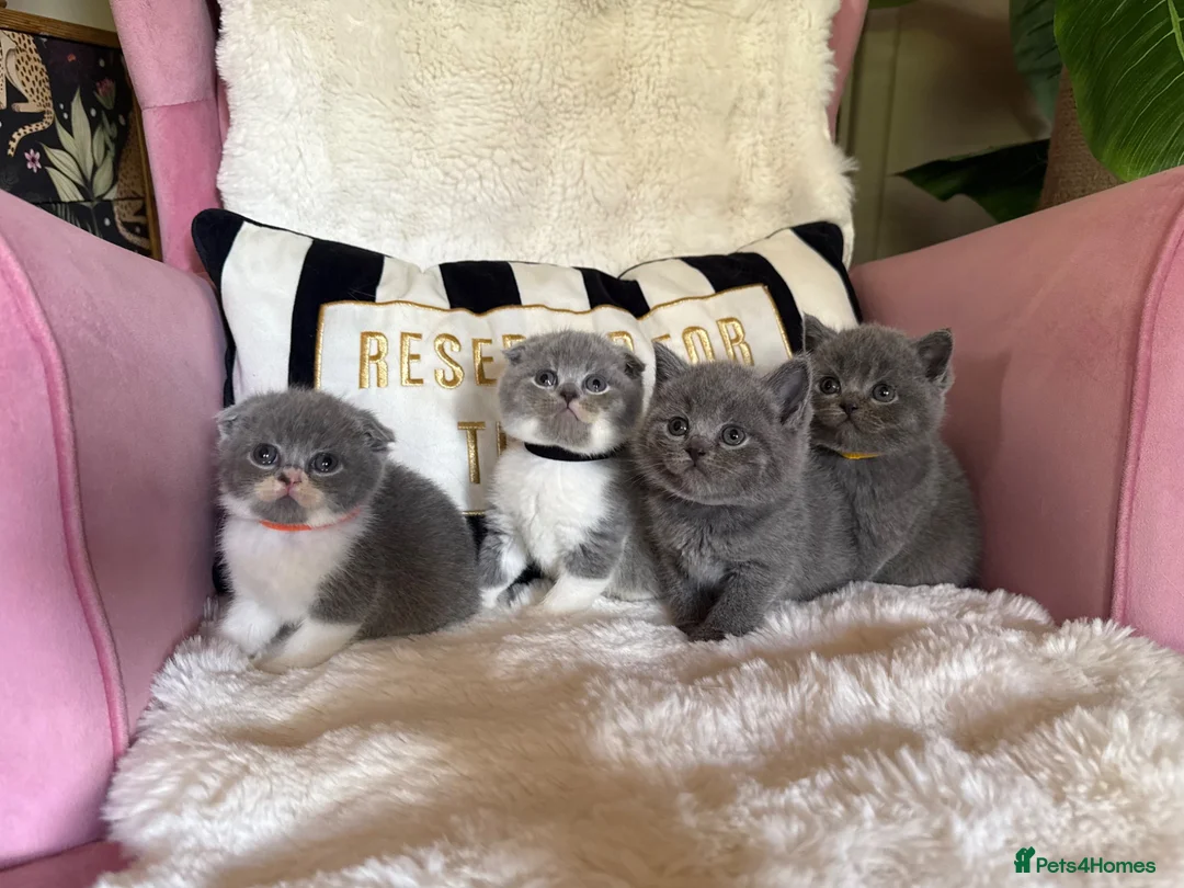 British Shorthair cats for sale: Summer Sale 😻 Champion Line Kittens 😻🥇🏆🐾 - Advert 1