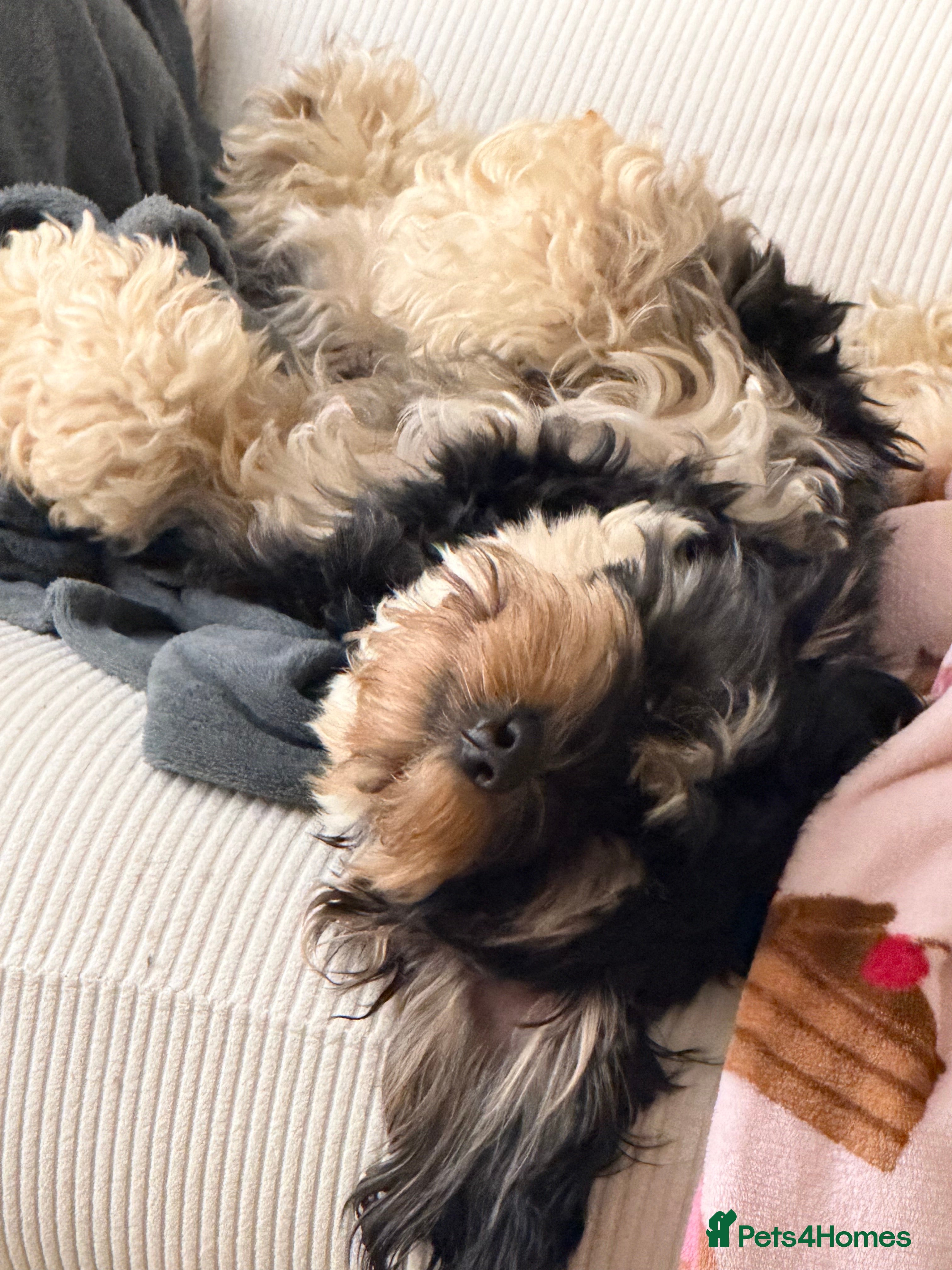 Cockapoo dogs Female cockapoo  - Advert 1