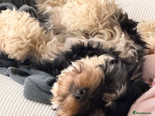 Cockapoo dogs Female cockapoo - Advert 1