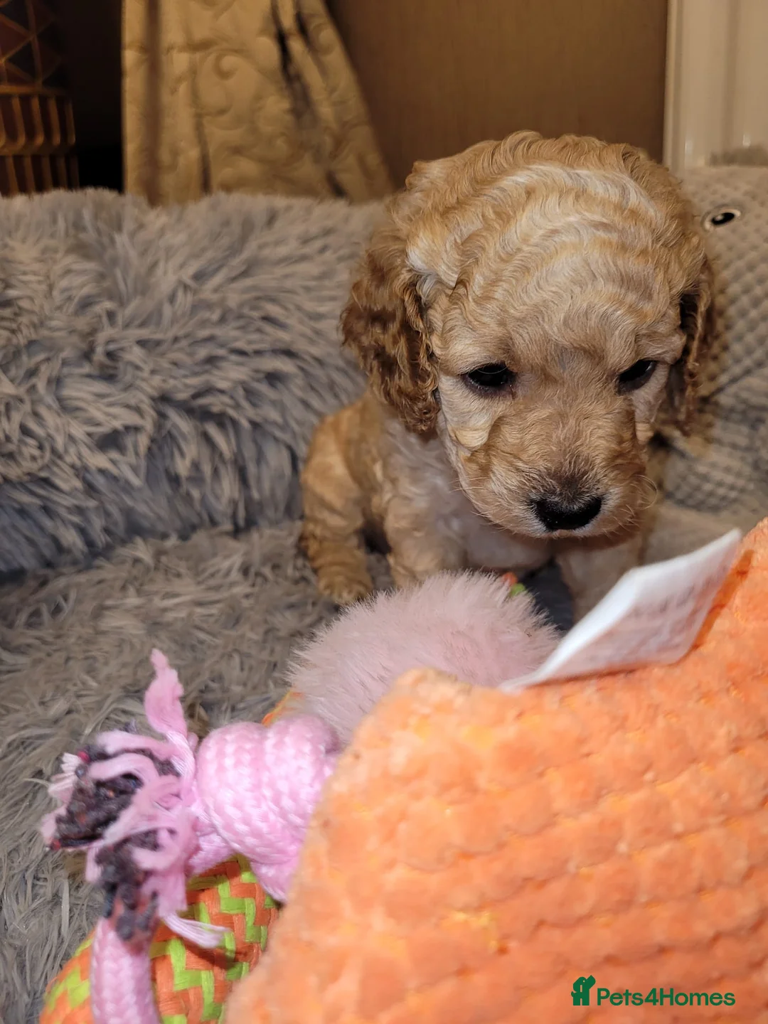 Cockapoo dogs for sale: Cockapoo puppies - Advert 2