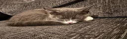 Mixed Breed cats for sale: Sweet kitten - Advert 2