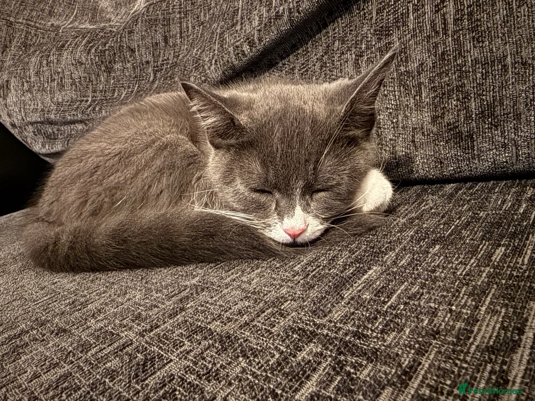 Mixed Breed cats for sale: Sweet kitten - Advert 2