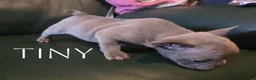 French Bulldog dogs for sale: 4 Male French Bulldog Puppies  - Advert 10