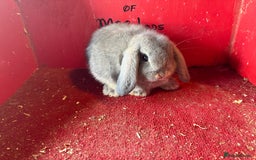 Mini Lop rabbits for sale: Mini lop baby rabbits ready now  - Image 4