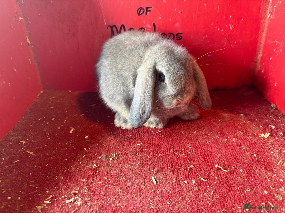 Mini Lop rabbits for sale: Mini lop baby rabbits ready now  - Image 4