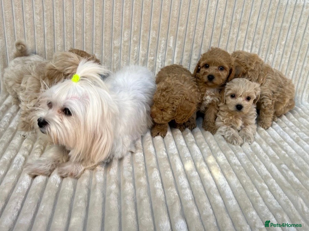 Maltipoo dogs for sale: Blue eyes F1 Maltipoo puppies - Image 18