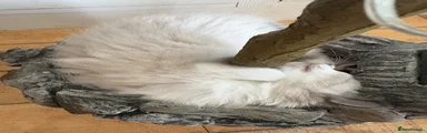 Ragdoll Kitten 4