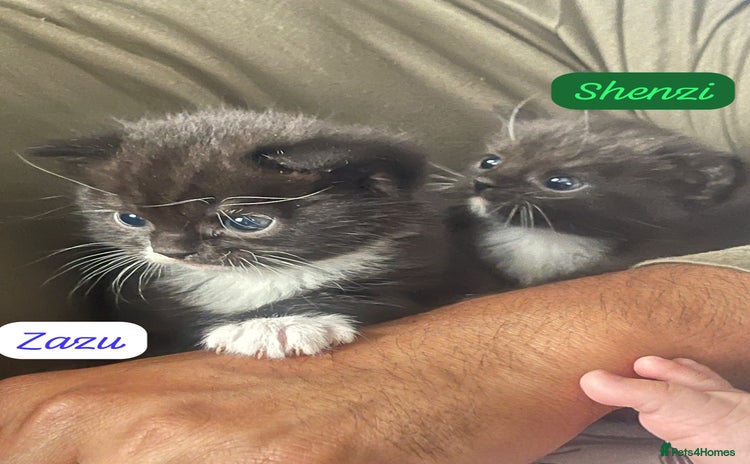 Mixed Breed cats - Advert 7
