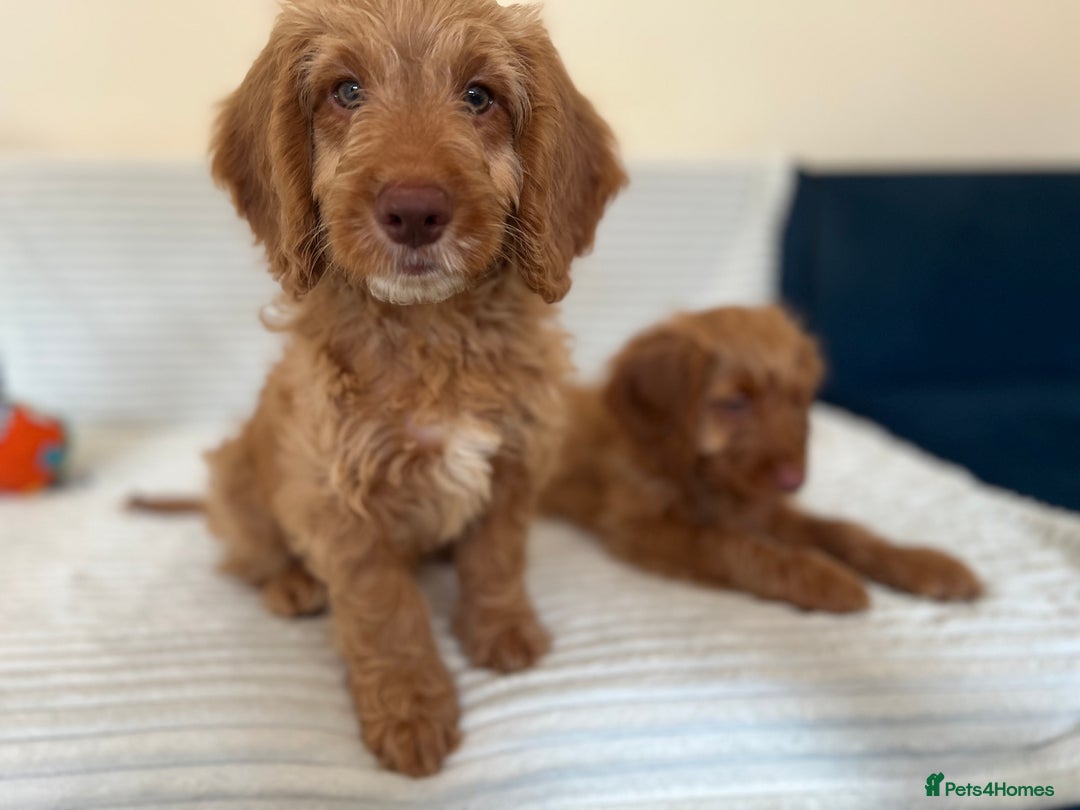 Cockapoo dogs for sale: Rare F1 apricot/ red fox DNA PRCD-PRA clear - Image 38