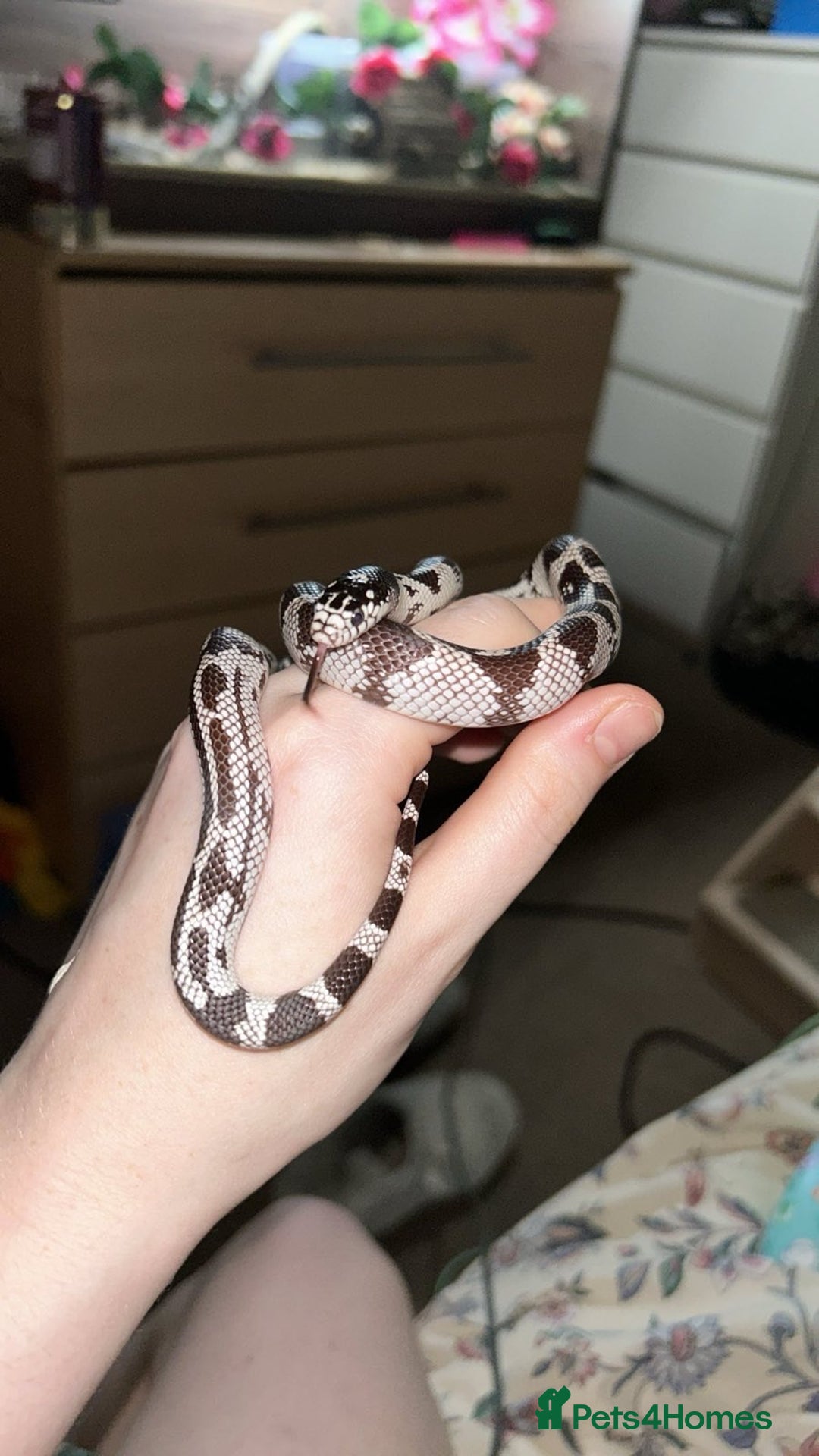 King Snake reptiles for sale: 1 year old California king snake - Advert 5
