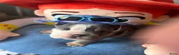 English Bulldog dogs for sale: Winnie’s amazing litter of 6 beautiful babies - Advert 4